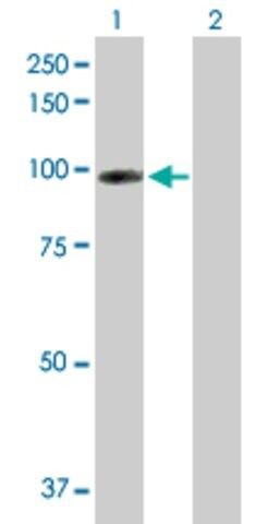Anti-CDH13 antibody produced in rabbit