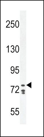 ANTI-CDH24(N-TERMINAL) antibody produced in rabbit