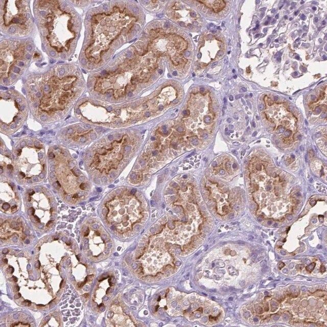 Anti-CDH7 antibody produced in rabbit
