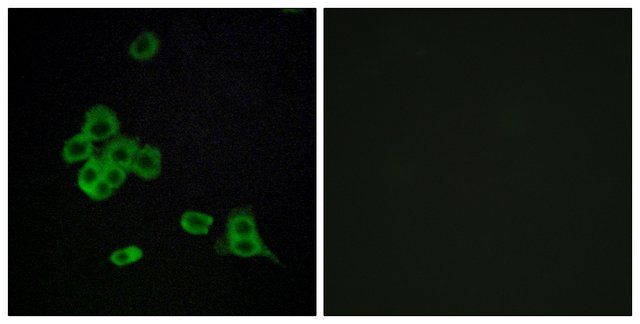 Anti-CDH26 antibody produced in rabbit
