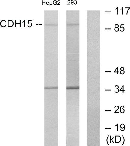 Anti-CDH15 antibody produced in rabbit