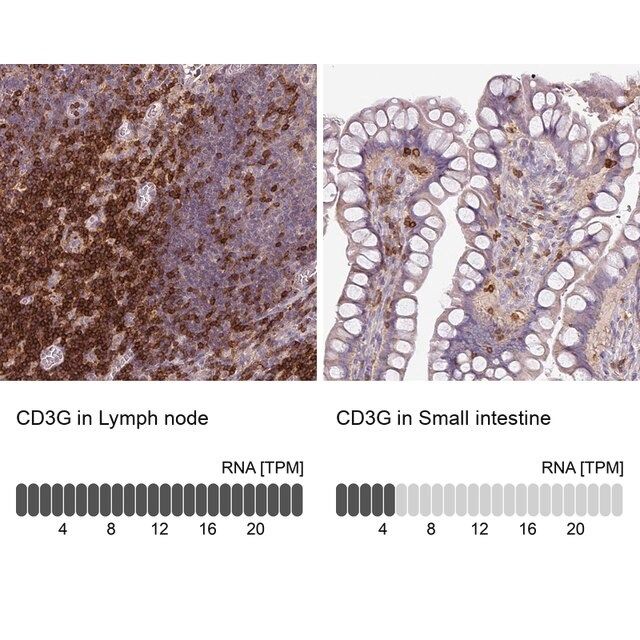 Anti-CD3G antibody produced in rabbit