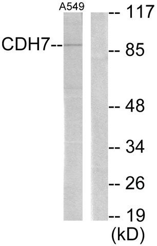 Anti-CDH7 antibody produced in rabbit