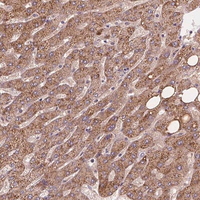 Anti-CDK10 antibody produced in rabbit