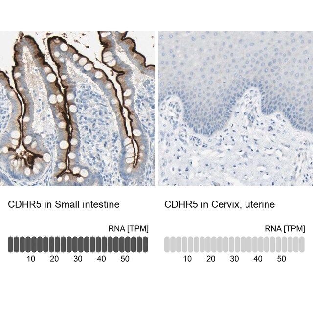 Anti-CDHR5 antibody produced in rabbit