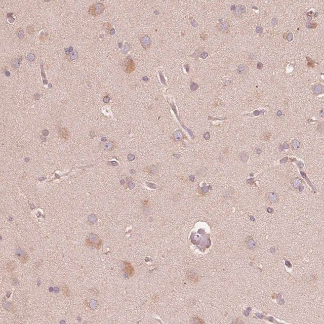 Anti-CDIPT antibody produced in rabbit