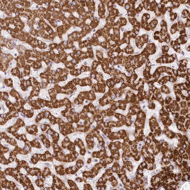 Anti-CCDC30 antibody produced in rabbit