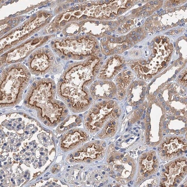 Anti-CCDC81 antibody produced in rabbit