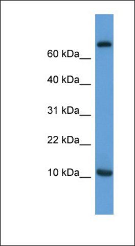 Anti-CCL20 antibody produced in rabbit