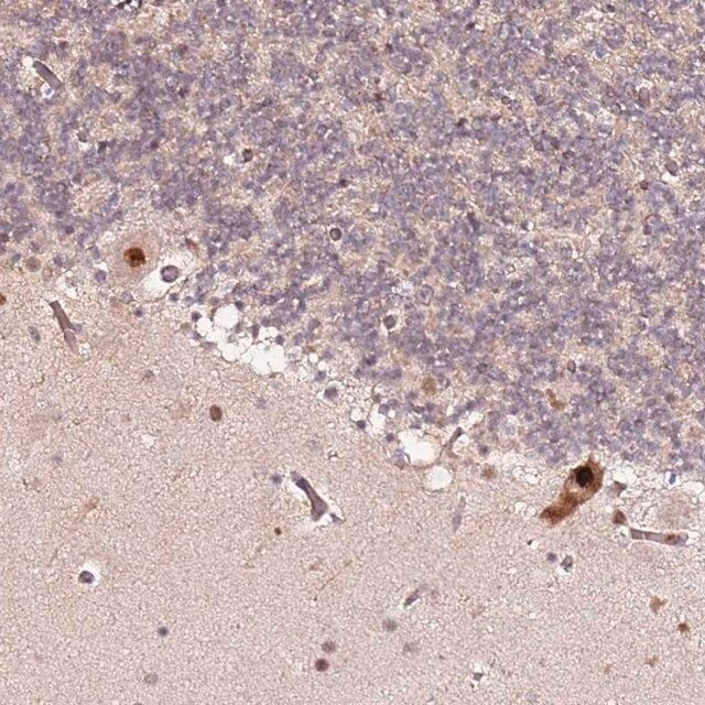 Anti-CCNYL1 antibody produced in rabbit