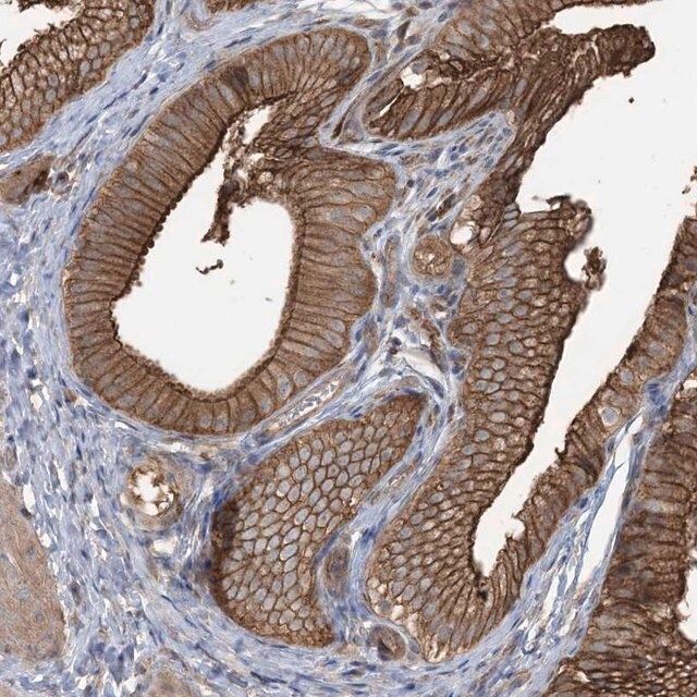 Anti-CCNY antibody produced in rabbit