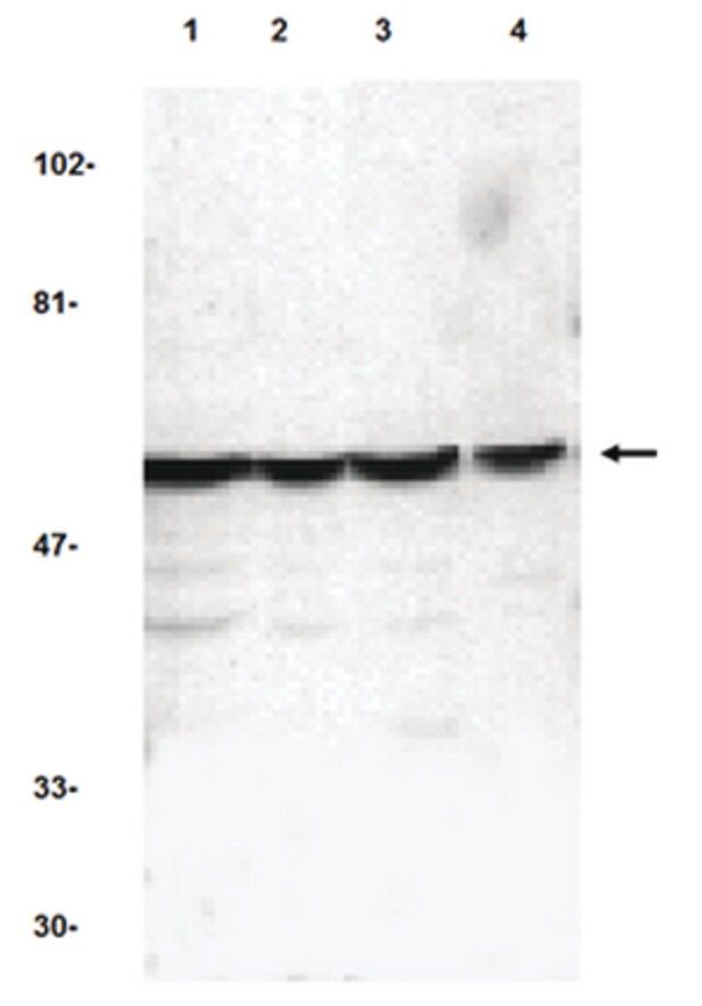 Anti-Caspase-10 Antibody