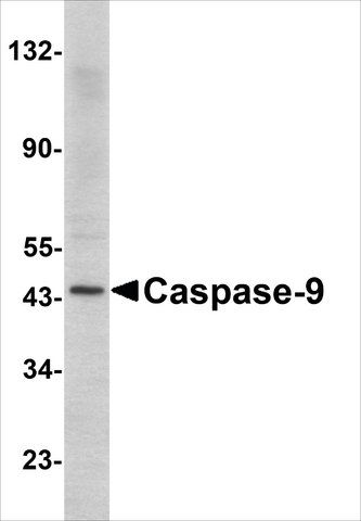 Anti-Caspase-9 antibody produced in rabbit