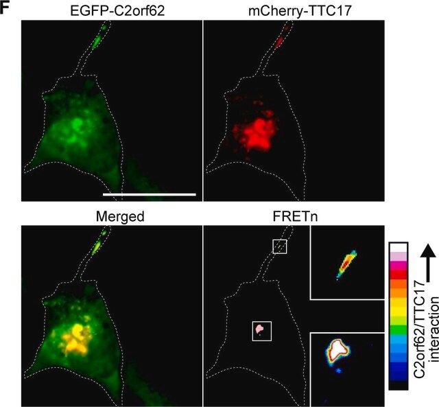 Anti-CATIP antibody produced in rabbit