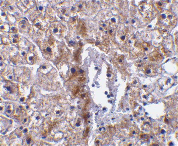 Anti-Caspase-12 (small) antibody produced in rabbit