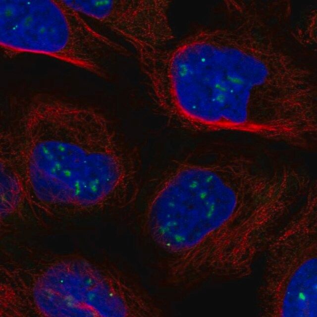 Anti-CASP8AP2 antibody produced in rabbit