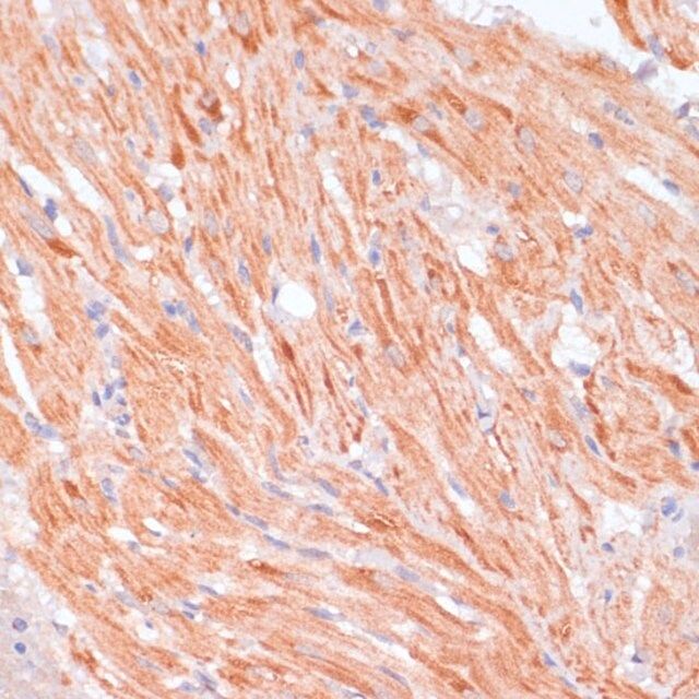 Anti-Caspase 9 antibody produced in rabbit