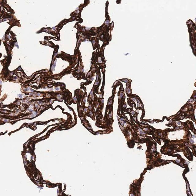 Anti-CAV2 antibody produced in rabbit