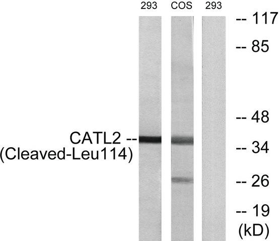 Anti-CATL2 (Cleaved-Leu<sup>114</sup>) antibody produced in rabbit