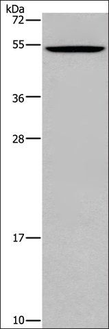 Anti-CATSPER3 antibody produced in rabbit