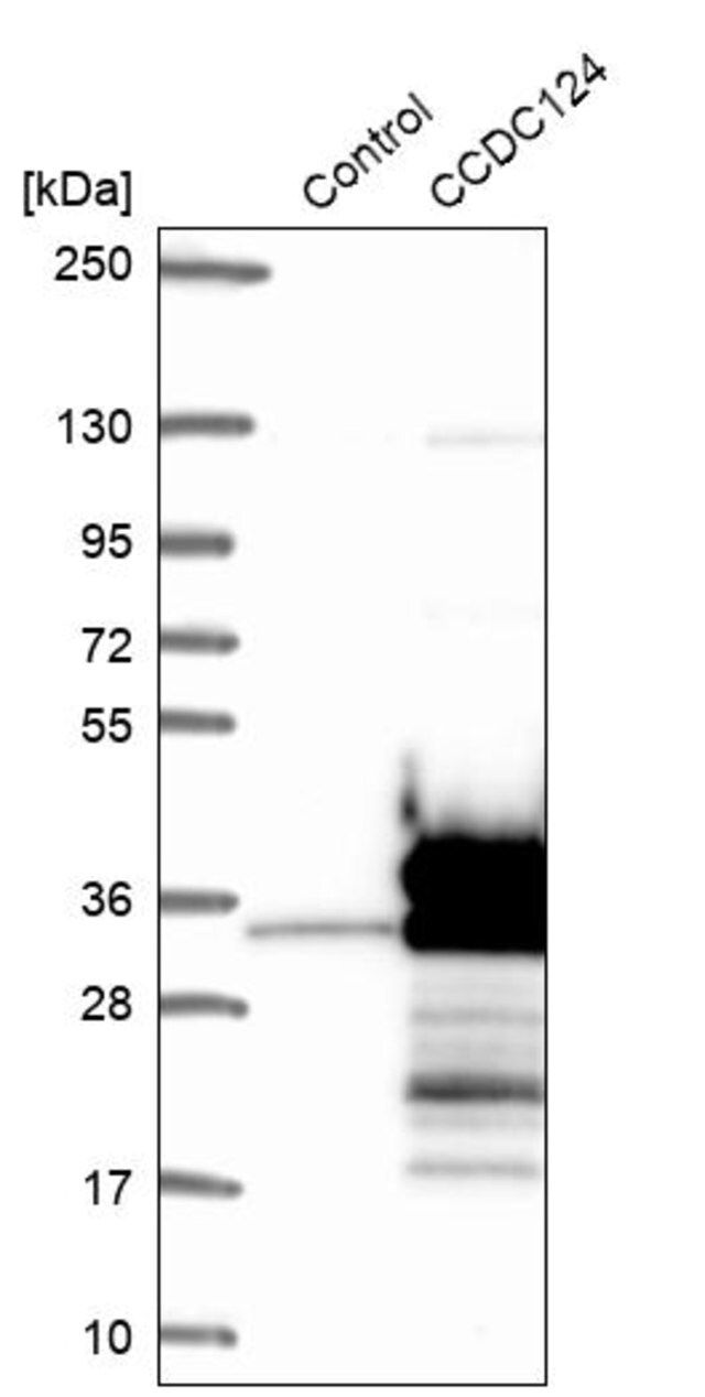 Anti-CCDC124 antibody produced in rabbit