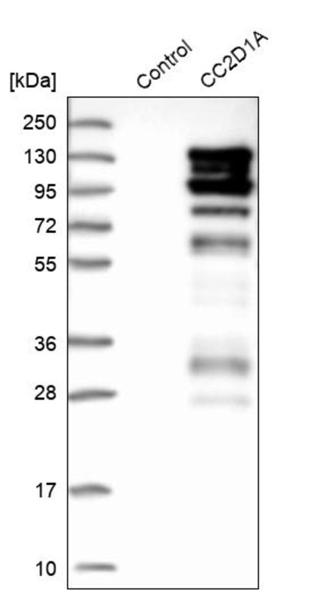 Anti-CC2D1A antibody produced in rabbit