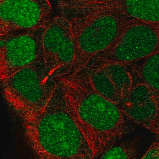 Anti-CCDC84 antibody produced in rabbit