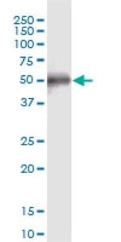 Anti-CCDC8 antibody produced in mouse