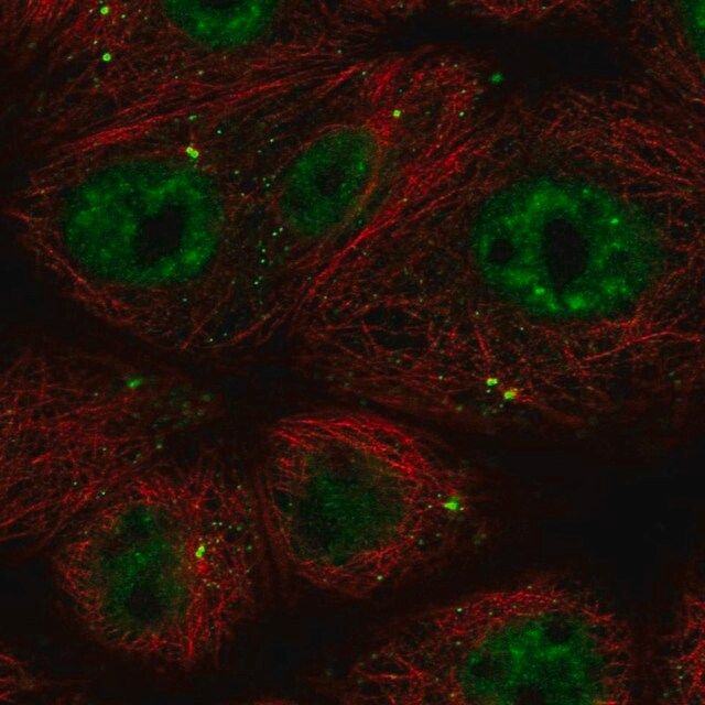 Anti-CCDC92 antibody produced in rabbit
