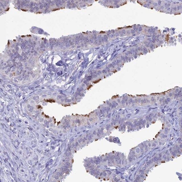 Anti-CCDC173 antibody produced in rabbit