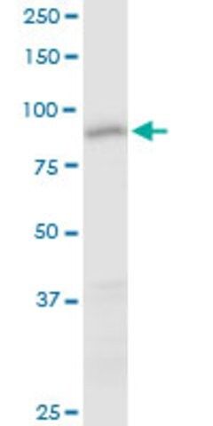 Anti-CCDC21 antibody produced in mouse
