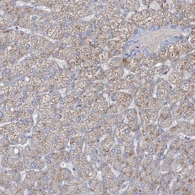 Anti-CCDC14 antibody produced in rabbit