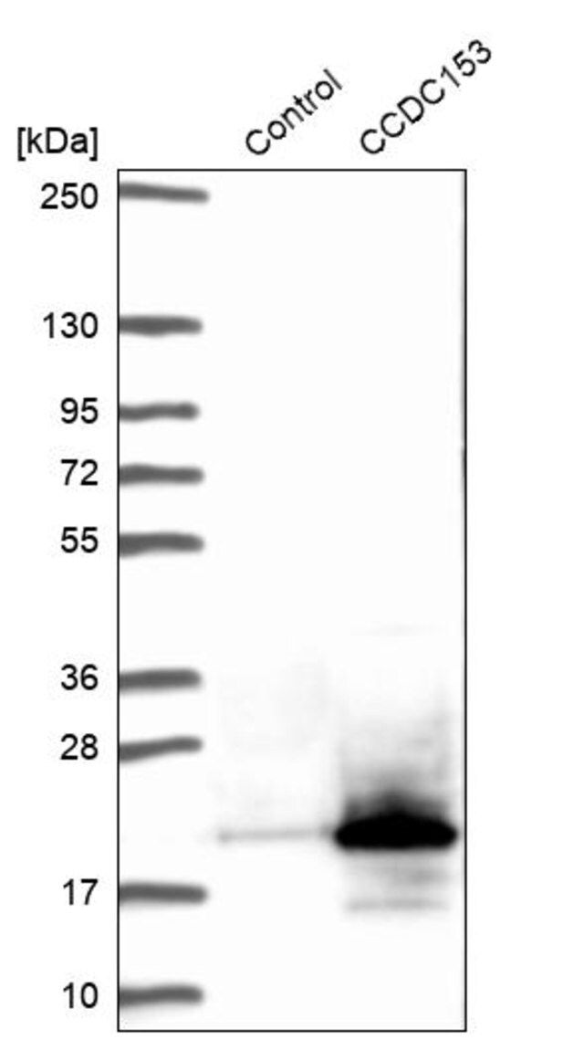 Anti-CCDC153 antibody produced in rabbit
