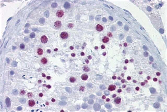 Anti-BRD3 antibody produced in rabbit
