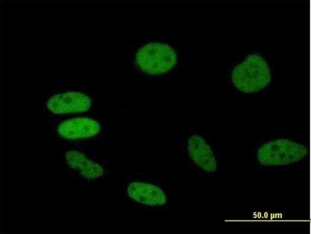 Anti-BRD2 antibody produced in mouse