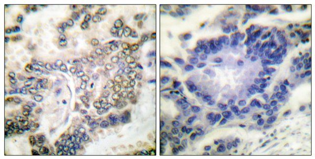 Anti-C/EBP-α antibody produced in rabbit
