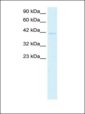 Anti-CEBPA antibody produced in rabbit