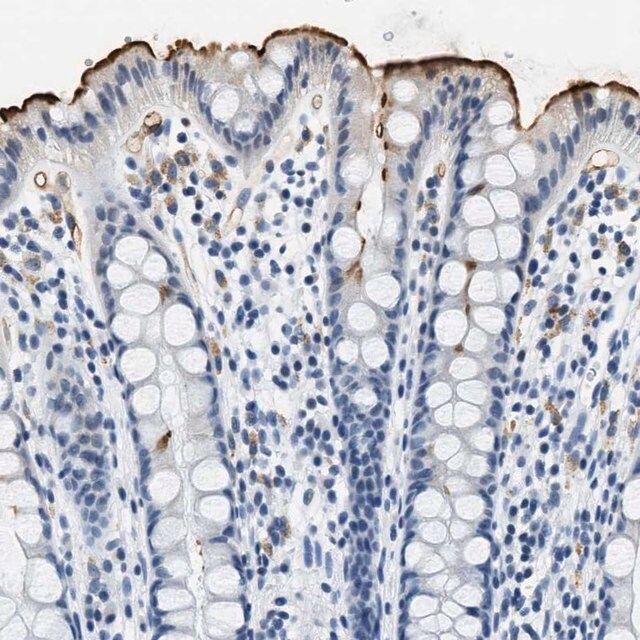 Anti-CA4 antibody produced in rabbit