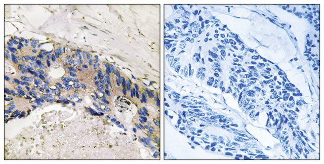 Anti-CA1 antibody produced in rabbit