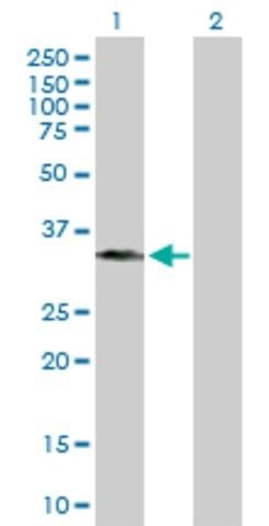 Anti-BXDC1 antibody produced in mouse