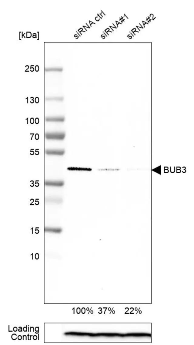 Anti-BUB3 antibody produced in rabbit