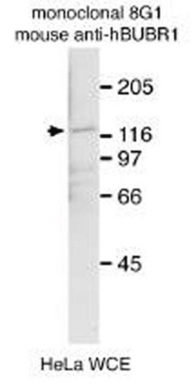 Anti-BubR1 Antibody, clone 8G1