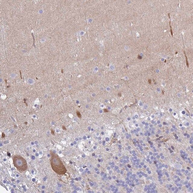 Anti-CA10 antibody produced in rabbit