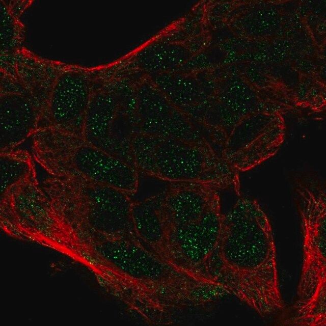 Anti-CEBPA antibody produced in rabbit