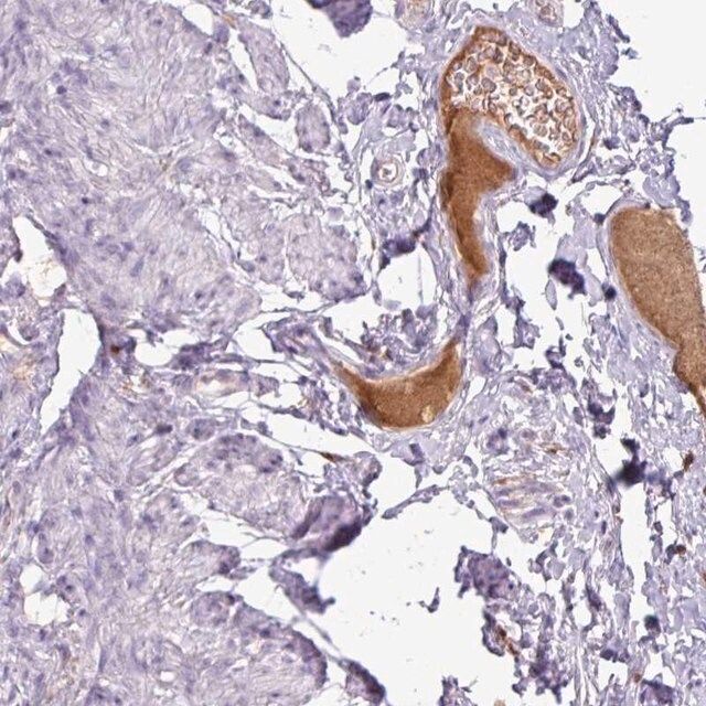 Anti-C4A antibody produced in rabbit