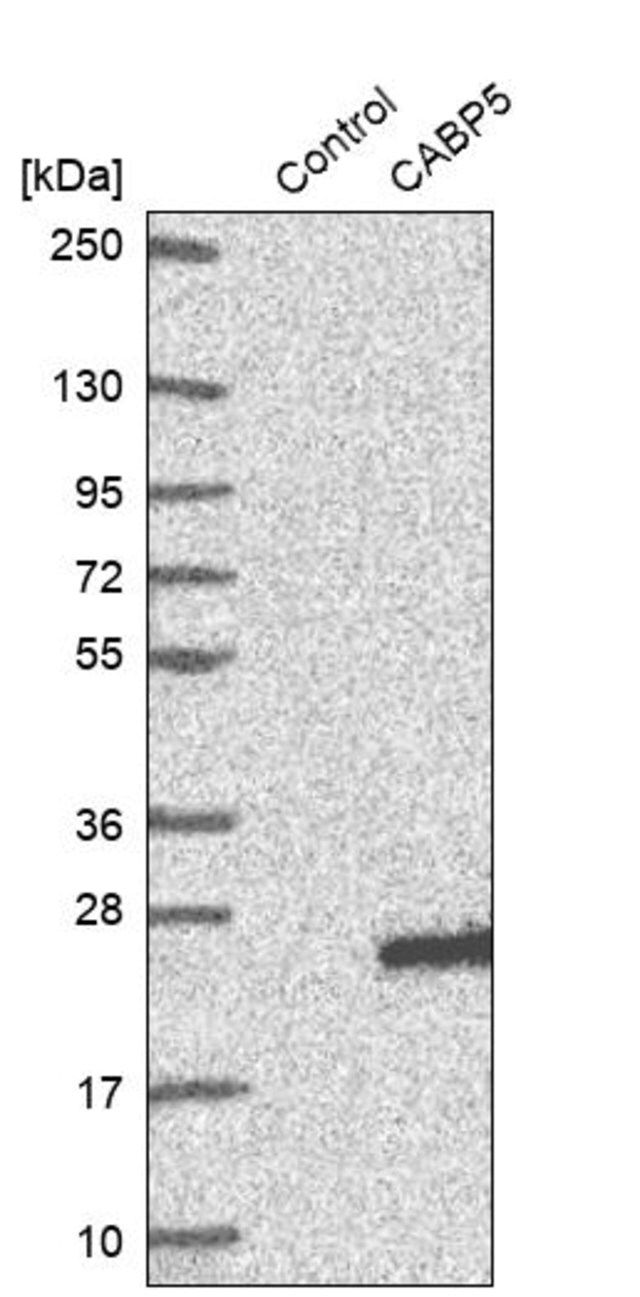 Anti-CABP5 antibody produced in rabbit