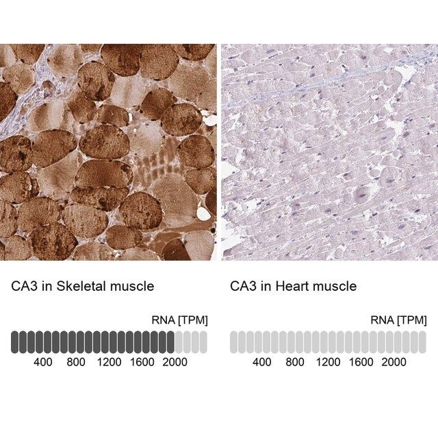 Anti-CA3 antibody produced in rabbit