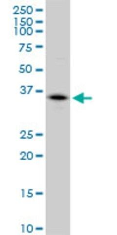 Anti-CA4 antibody produced in mouse