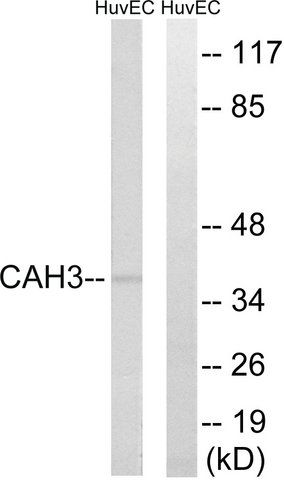 Anti-CA3 antibody produced in rabbit