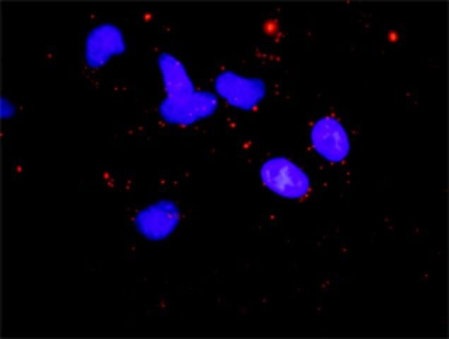 Anti-CAB39 antibody produced in mouse